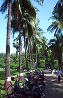 Palms and two-wheelers.